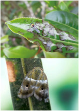 Load image into Gallery viewer, Insecticide Bifenthrin 2%+Imidcloprid 3% EC Protect the Growth of Cocoa
