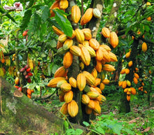 Load image into Gallery viewer, Insecticide Bifenthrin 2%+Imidcloprid 3% EC Protect the Growth of Cocoa