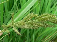 Load image into Gallery viewer, Herbicide Bispyribac-Sodium 93%TC, 40%EC, 25%WP