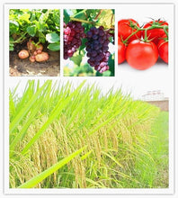 Load image into Gallery viewer, High quality Plant growth hormones Gibberellic acid GA3 90%