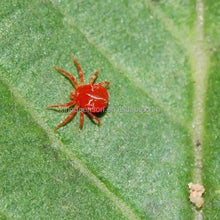 Load image into Gallery viewer, Insecticide FAO Pyridaben 20% WP Kill Apple Red Spider