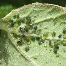 Load image into Gallery viewer, Pest Control Cotton Aphid Kill FAO Profenofos 500 G/L EC Liquid Profenofos Agrochemicals