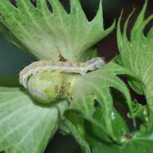 Load image into Gallery viewer, Pest Control Cotton Aphid Kill FAO Profenofos 500 G/L EC Liquid Profenofos Agrochemicals