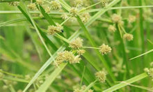 Load image into Gallery viewer, Herbicide Bispyribac-Sodium 93%TC, 40%EC, 25%WP