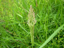 Load image into Gallery viewer, Herbicide Bispyribac-Sodium 93%TC, 40%EC, 25%WP