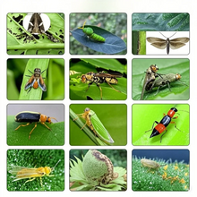 Load image into Gallery viewer, Insecticide Triazophos 40%EC Thiocyclam 50% Sp 95%TC,20%EC, Price Hydrogen Oxalate Agriculture Insecticides for Rice Cotton