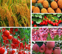 Load image into Gallery viewer, High quality Plant growth hormones Gibberellic acid GA3 90%