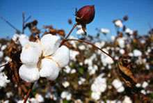 Load image into Gallery viewer, Hot Sale Cotton Defoliant Thidiazuron 97% TC Plant Growth Regulator Thidiazuron Diuron TDZ 50%WP Price