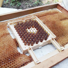 Load image into Gallery viewer, Beekeeping Jenter Queen Rearing Incubation System Box Cage Complete Jenter Queen Rearing Kit Bee Breeding Kit Bee Tools Supplies