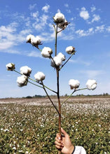 Load image into Gallery viewer, Hot Sale Cotton Defoliant Thidiazuron 97% TC Plant Growth Regulator Thidiazuron Diuron TDZ 50%WP Price
