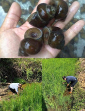 Load image into Gallery viewer, Fentin Acetate 45%WP  60% WP, 85%WP Molluscicide Hot Sale for Indonesia
