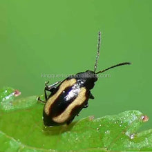 Load image into Gallery viewer, Insecticide FAO Pyridaben 20% WP Kill Apple Red Spider
