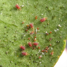 Load image into Gallery viewer, Insecticide FAO Pyridaben 20% WP Kill Apple Red Spider
