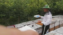 Load and play video in Gallery viewer, Bee venom collector Bee venom extractor bee venom bee venom collection device
