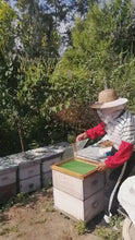 Load and play video in Gallery viewer, Bee venom collector Bee venom extractor bee venom bee venom collection device
