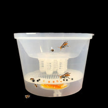 Load image into Gallery viewer, Bee Tools Wholesale Bee Tools Plastic Wasp Trap Trap Vespa Trap Bee Trap Assistant
