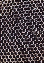 Load and play video in Gallery viewer, American-style Plastic Insect-removing Needle Special for Bee-keeping Tools and Breeding Queen
