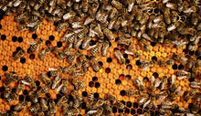 Load image into Gallery viewer, Insecticide Amitraz 12.5% EC CAS 33089-61-1 for bee/Hot sale insecticide Amitraz,Taktic 20%EC 12.5%EC 98%Tec
