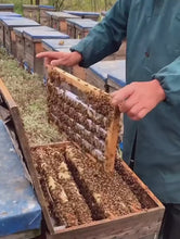 Load and play video in Gallery viewer, 2 Sets of New American Queen Base Bar Support Rods Assembled Into Detachable Queen Rearing Frame Apiculture Tools
